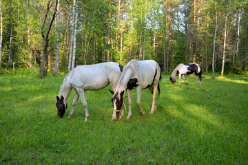 Horses grazing on  green summer meadow at  countryside horse farm near forest. Peaceful rural landscape with animals freely walking, eating grass, resting in nature.