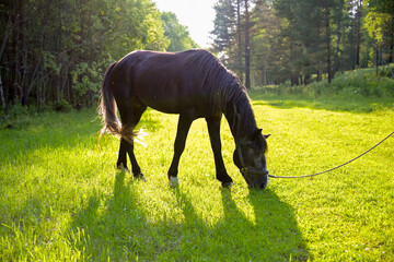 Horses grazing on  green summer meadow at  countryside horse farm near forest. Peaceful rural landscape with animals freely walking, eating grass, resting in nature.