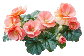 High-resolution pink begonia flower cluster PNG cutout isolated on transparent background for versatile botanical design layouts and floral graphic compositions