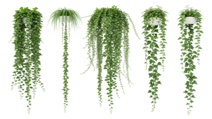 Assorted hanging plants isolated on transparent background
