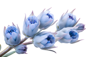 High-resolution Blue Puya flower cutout PNG isolated on transparent background for versatile botanical design, tropical floral compositions, seamless graphic overlays, wedding invitations, branding