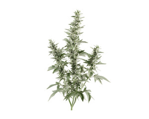 weed isolated png