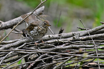 Singdrossel sitzt in einem Asthaufen // Song thrush (Turdus philomelos) 