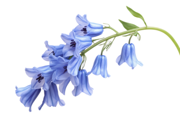 High-resolution bluebell flower PNG cutout on transparent background for versatile spring botanical designs and seamless graphic overlays