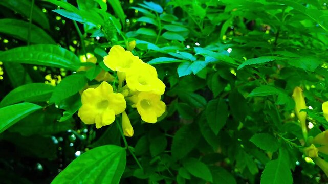 Yellow flowers in the garden. Bright Yellow Tecoma Stans Flowers in Bloom