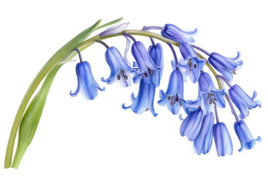 High-resolution bluebell flower PNG cutout on transparent background for versatile spring botanical designs and seamless graphic overlays