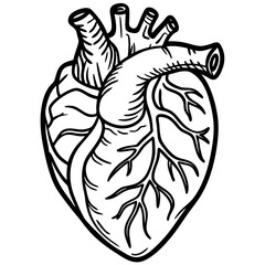 Detailed line art drawing of a human heart