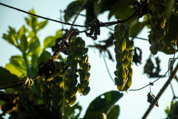 A climbing yam species from Brazil, Dioscorea sincorensis star shaped pods