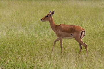 impala in the savannah