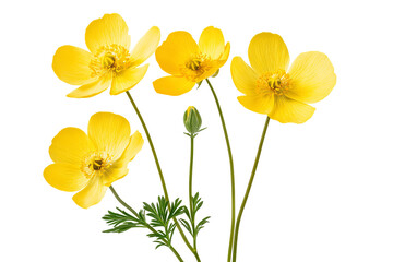 Fototapeta premium High-resolution yellow buttercup flowers PNG cutout with transparent background for versatile botanical designs, floral overlays, wedding invitations, greeting cards, and digital graphic projects