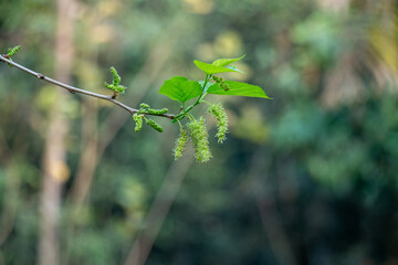 As spring begins, mulberry tree branch reveals tiny, green, unripe fruits