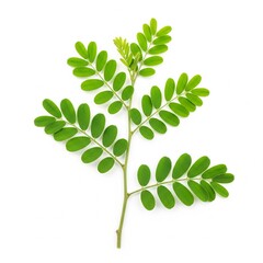 Meniran Plant &ndash; Liver and Immune Medicinal Herb