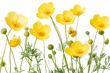 High-resolution yellow buttercup flowers PNG cutout with transparent background for versatile botanical designs, floral overlays, wedding invitations, greeting cards, and digital graphic projects