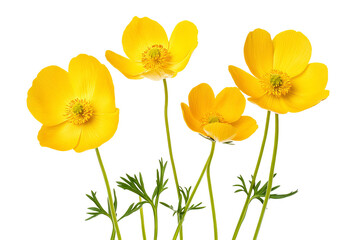 High-resolution yellow buttercup flowers PNG cutout with transparent background for versatile botanical designs, floral overlays, wedding invitations, greeting cards, and digital graphic projects