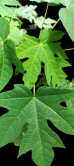 Fresh Green Papaya Leaves Close-Up