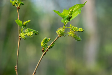 In early spring, Mulberry or Morus branch clusters of tiny unripe berries