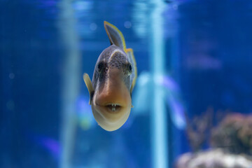 Triggerfish Swimming in Aquarium