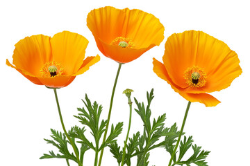 Fototapeta premium High-resolution Californian poppy flower cluster PNG cutout on transparent background for versatile botanical designs and spring-themed artwork