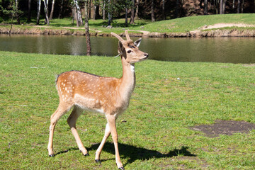 Young deer in a sunlit forest in a park. Spring sunny day.