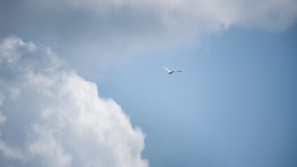 Seagull Flight Cloud Sky Freedom Motion Wildlife Bird Aerial Graceful Soaring Weather Landscape