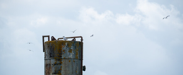 Seagull Nest Rust Structure Sky Cloud Industrial Urban Wildlife Scene Metal Observation Tower