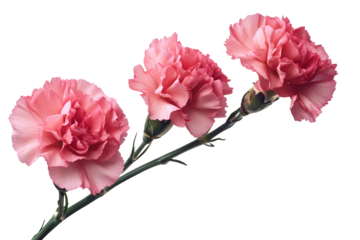 High-resolution pink carnation flower PNG cutout on transparent background for versatile floral artwork, wedding invitations, greeting cards, digital scrapbooking, branding and botanical design