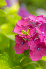 Obraz premium 紫陽花にとまるトノサマバッタの幼虫