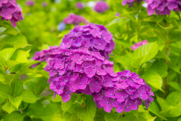 梅雨の季節を彩る紫色のあじさい