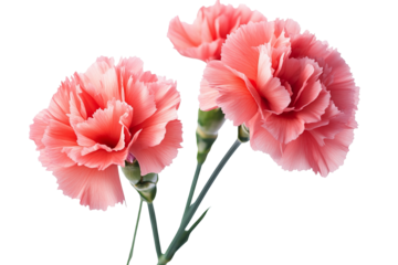 High-resolution pink carnation flower PNG cutout on transparent background for versatile floral artwork, wedding invitations, greeting cards, digital scrapbooking, branding and botanical design