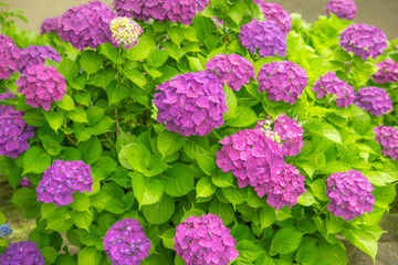 梅雨の季節を彩る紫色のあじさい