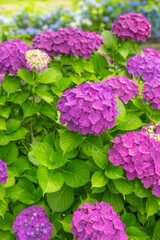 梅雨の季節を彩る紫色のあじさい