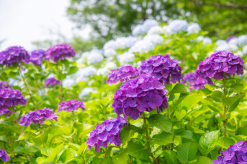 初夏の空と咲き誇る紫陽花の花々