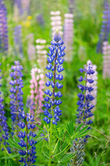 Colorful flowers on the meadow