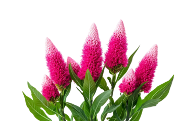 High-resolution Celosia flower bouquet PNG with transparent background for seamless botanical cutouts, design overlays, wedding invitations, greeting cards, and vibrant floral artwork