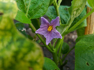 Purple flowers of the eggplant plant or Solanum melongena with yellow stamens, grow between green...
