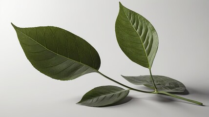 green leaves on white background
