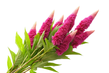 High-resolution Celosia flower bouquet PNG with transparent background for seamless botanical cutouts, design overlays, wedding invitations, greeting cards, and vibrant floral artwork
