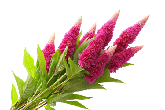 High-resolution Celosia flower bouquet PNG with transparent background for seamless botanical cutouts, design overlays, wedding invitations, greeting cards, and vibrant floral artwork - Powered by Adobe