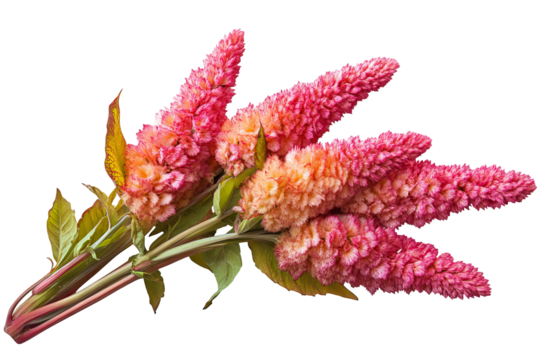 High-resolution Celosia flower bouquet PNG with transparent background for seamless botanical cutouts, design overlays, wedding invitations, greeting cards, and vibrant floral artwork - Powered by Adobe