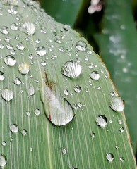 water drops on a leaf