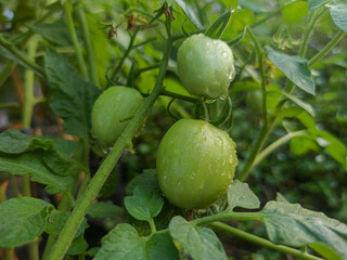 Young tomatoes are green on the plant stem.
Water drops indicate a fresh atmosphere. The background...