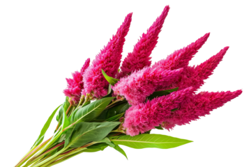 High-resolution Celosia flower bouquet PNG with transparent background for seamless botanical cutouts, design overlays, wedding invitations, greeting cards, and vibrant floral artwork