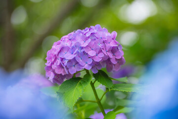 梅雨の季節を彩る紫色のあじさい