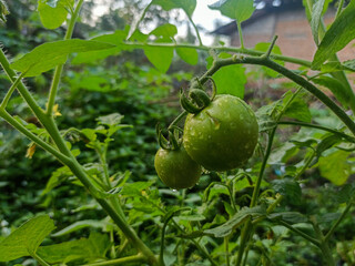 Young tomatoes are green on the plant stem.
Water drops indicate a fresh atmosphere. The background is filled with green leaves which adds a natural and lush impression.