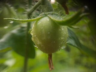 Young tomatoes are green on the plant stem.
Water drops indicate a fresh atmosphere. The background...