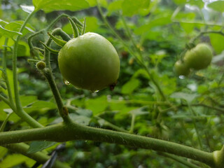 Young tomatoes are green on the plant stem.
Water drops indicate a fresh atmosphere. The background...