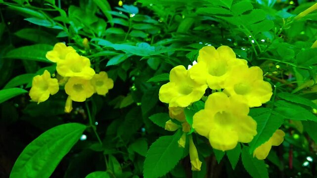 Yellow flowers in the garden. Beautiful Yellow Flowers and Green Foliage