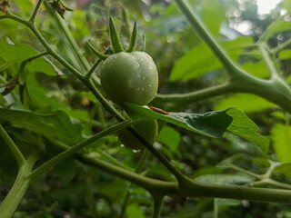 Young tomatoes are green on the plant stem.
Water drops indicate a fresh atmosphere. The background is filled with green leaves which adds a natural and lush impression.