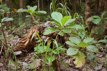 Resilient Plants Struggling to Grow in Arid, Dry Soil Conditions – A Glimpse Into Nature’s Battle for Survival. Drought-Tolerant Plants Attempting to Establish Roots in Cracked, Barren Soil Landscape