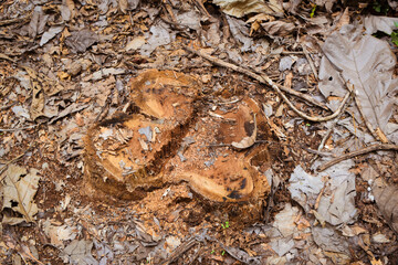 Resilient Plants Struggling to Grow in Arid, Dry Soil Conditions – A Glimpse Into Nature’s Battle for Survival. Drought-Tolerant Plants Attempting to Establish Roots in Cracked, Barren Soil Landscape